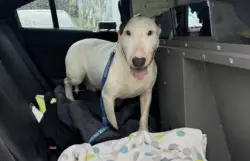 To Combat Animal Abuse, DeSantis Signs ‘Trooper’s Law’ in Honor of Dog Tied to Fence in Rising Flood Waters During Hurricane Milton